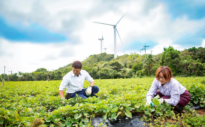 紅はるかの芋掘り体験