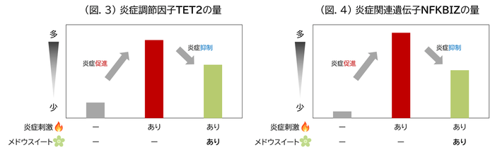 (図.3) 炎症調節因子TET2の量/(図.4) 炎症関連遺伝子NFKBIZの量