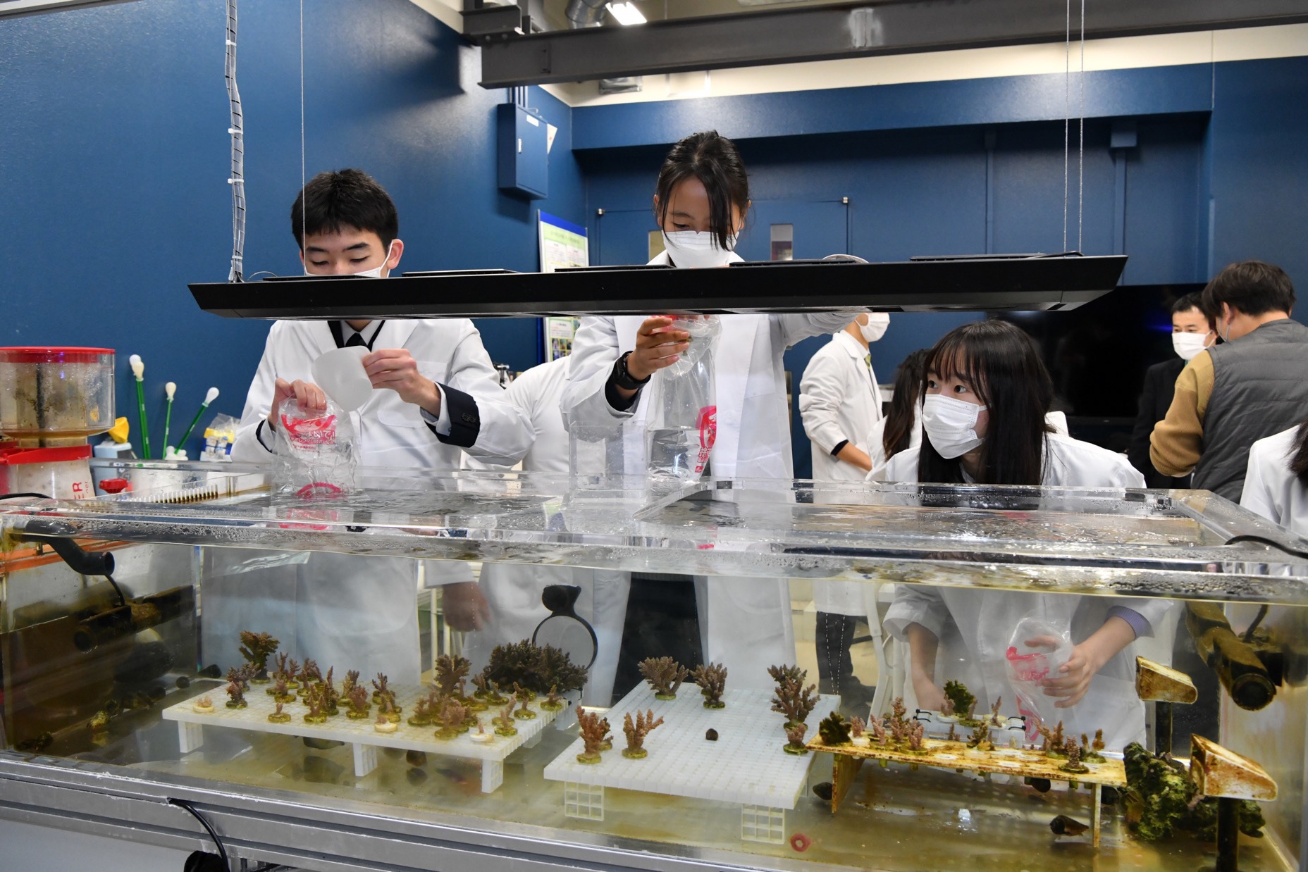 玉川学園 サンゴ研究部における研修シーン。(画像:玉川学園サンゴ研究部提供)