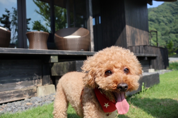 HOTEL VISONドッグヴィラ2