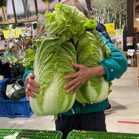 茨城県産白菜抱え込み放題