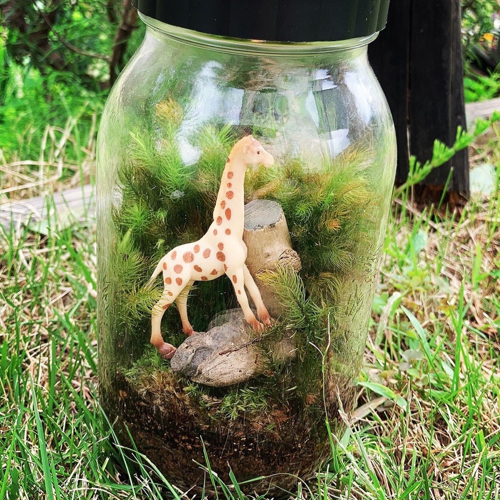 体験教室例:苔テラリウム作り by 木つわ畑 豊田