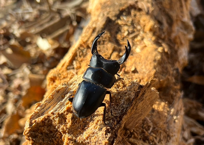 採集困難とはいえ、これだけの大型が生息する整った環境が残っている。　写真／インフィニティー・ブラック
