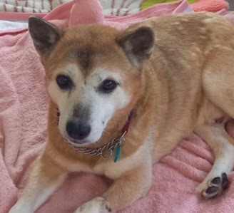 野犬から家族へ チビ太18歳