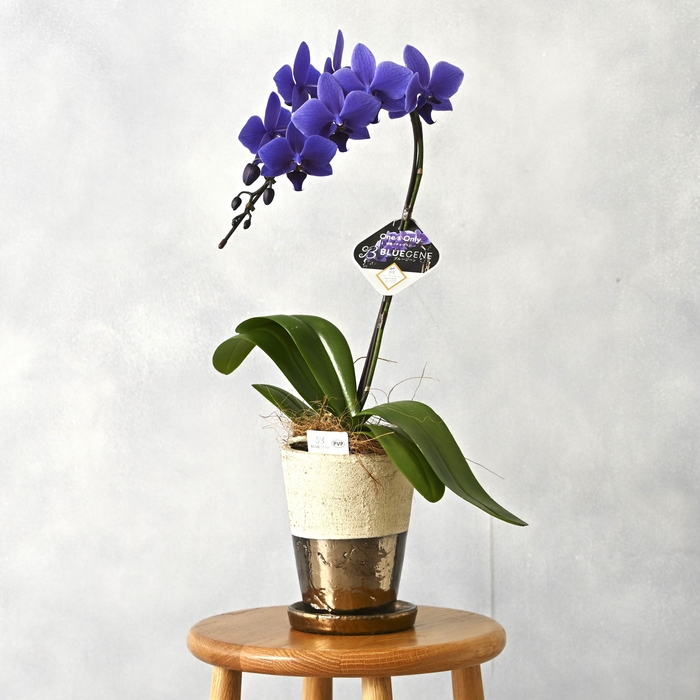 Blue Gene1本立鉢(2)