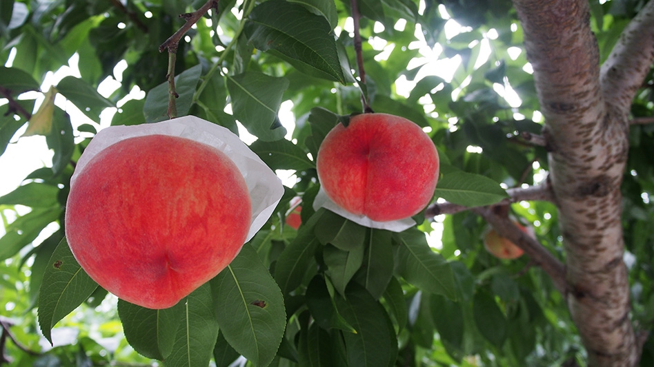 スマート農業への挑戦!東和AGワークス株式会社を設立