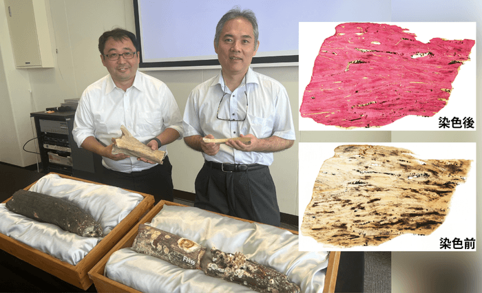 特殊染色に使った象牙の化石（手前）と肋骨の化石などを手にする辻極教授（右）と千葉講師（左）