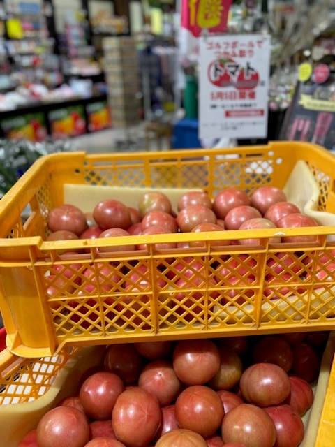 「ゴルフボールですくい取り」人気のトマト!