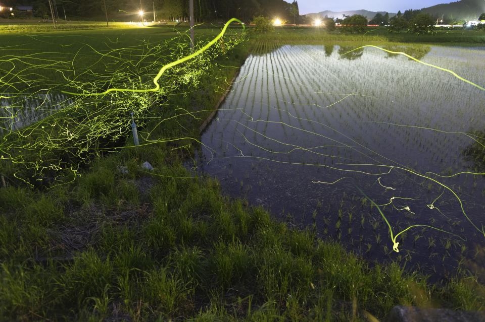 ホタル撮影場所付近1