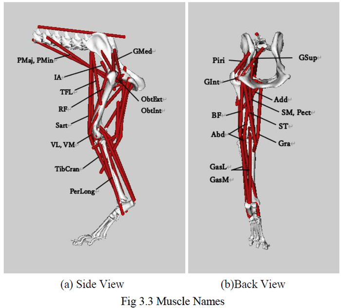 下肢部分の筋肉名称