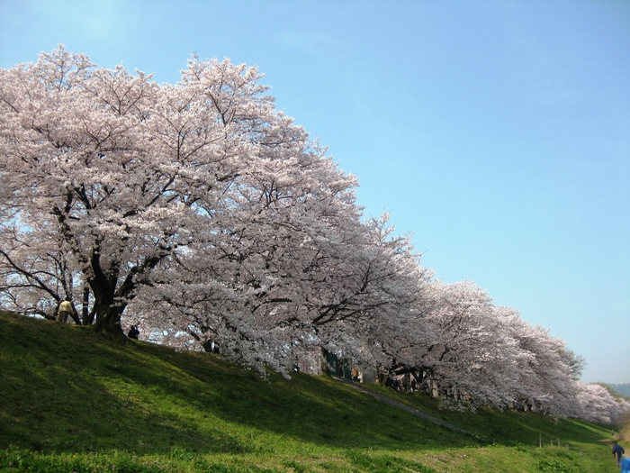 背割堤の桜(横)