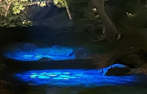 水香江プロジェクション(昨年の様子)