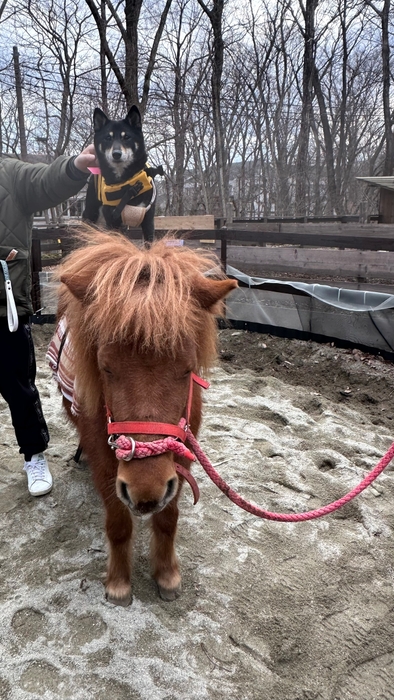 わんちゃんポニー乗馬体験