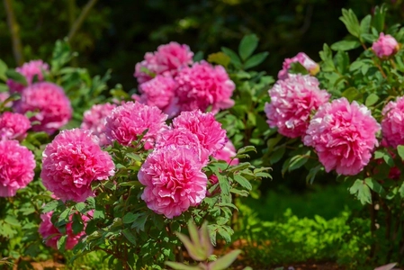 世界最大級の牡丹・芍薬庭園“奇跡のエシカルガーデン” 「つくば牡丹園」2025年は4月9日(水)から開園　 「芍薬の丘」新オープン＆“実生牡丹”初披露など見どころ満載