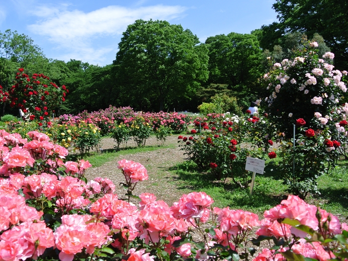 過去のフラワーランドの様子