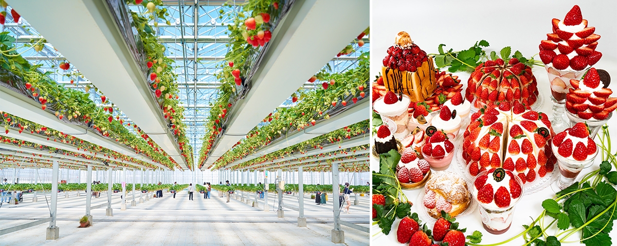 空中いちご園とカフェ新メニュー