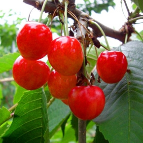 6月のお届け(さくらんぼ・佐藤錦)