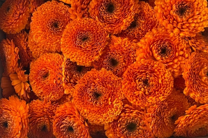 無添加・手摘みカレンデュラ