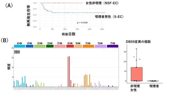 図1 女性非喫煙者の食道がん(NSF-EC)の特徴 (A)術後の無再発生存率を見ると、女性非喫煙者の食道がんは予後良好であることが分かる。 (B)女性非喫煙者食道がんの全ゲノム解析の結果、変異シグニチャーと考えられるDBS9が多く見つかった。2塩基置換のDBS9はGC>NN(GCの置換)やTC>NNが多い特徴がある。