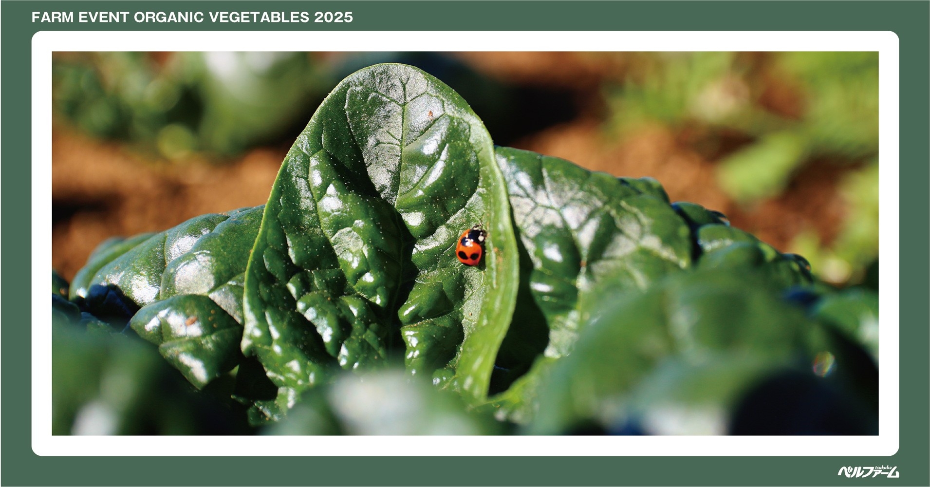 有機野菜3種収穫体験イベントイメージ画像⑤