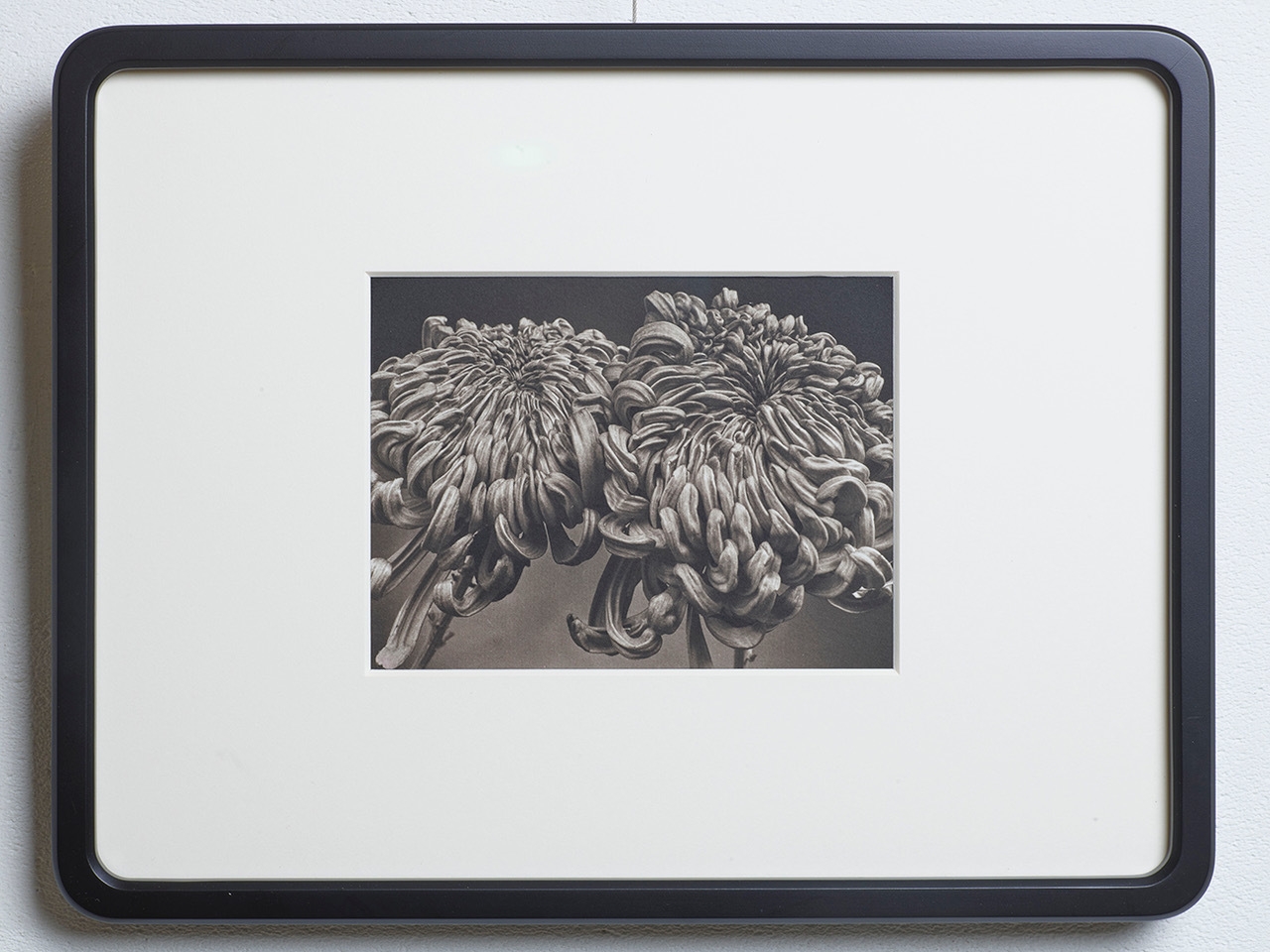 Platinum/Palladium Flowers #7256