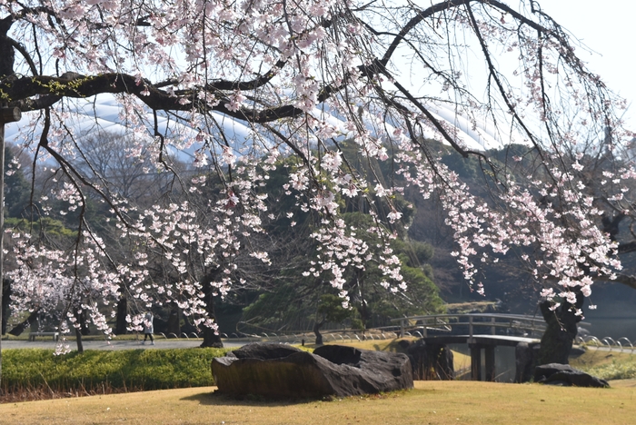 小石川後楽園シダレザクラ(過去最盛期の様子)