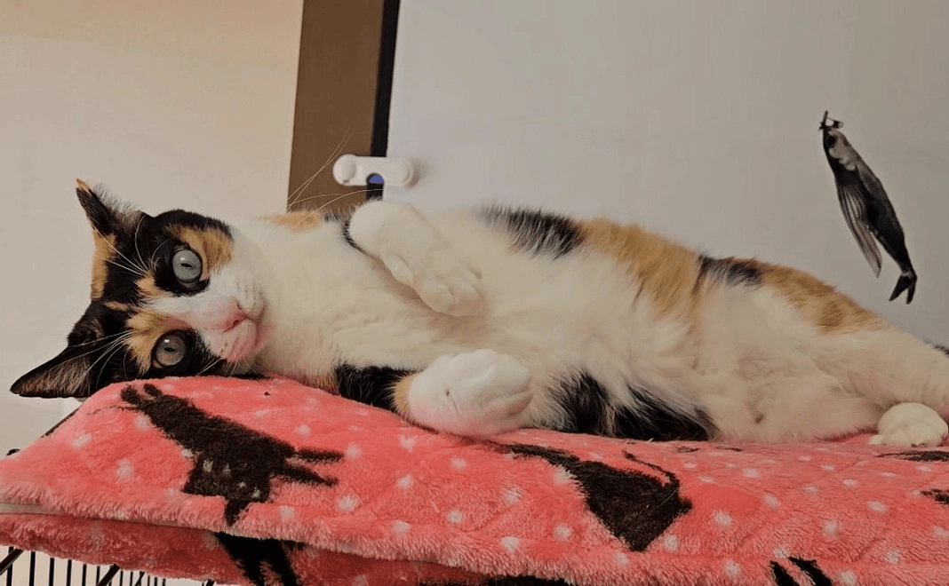 猫の森ハウスの様子10