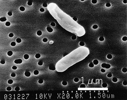 写真1:鉄酸化細菌(アシディチオバチラス フェロオキシダンスMON-1株)の電子顕微鏡写真