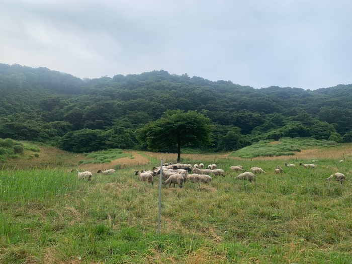 南三陸町放牧地