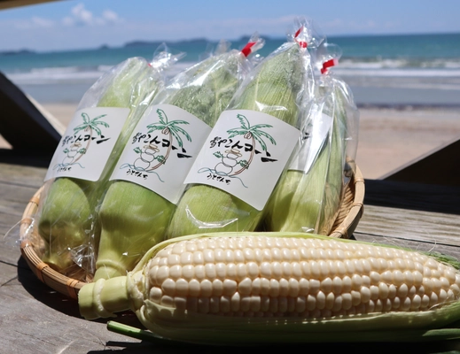 昨年完売の白いとうもろこし「雪やこんコーン」 6月15日(土)より「とうもろこし狩り体験」で食べ放題を開催！