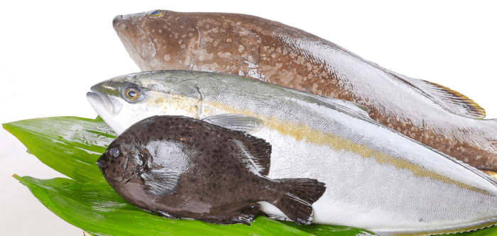 展示予定の交雑魚（手前からキンダイ、ブリヒラ、クエタマ）