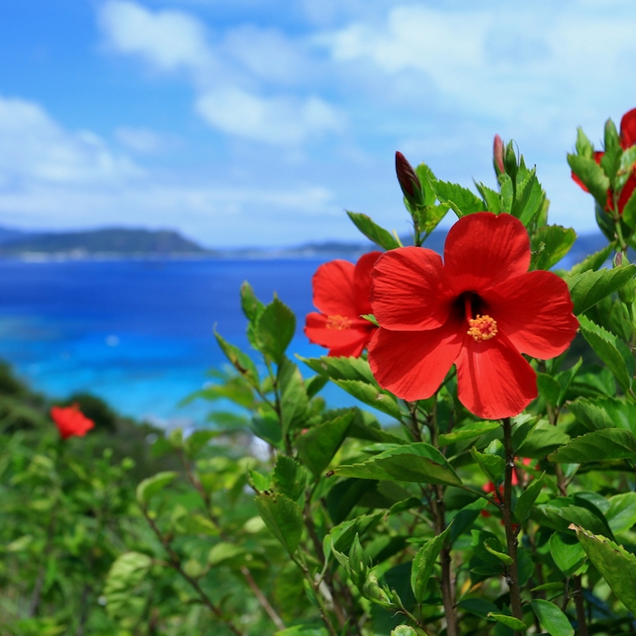 １年中咲いているハイビスカス