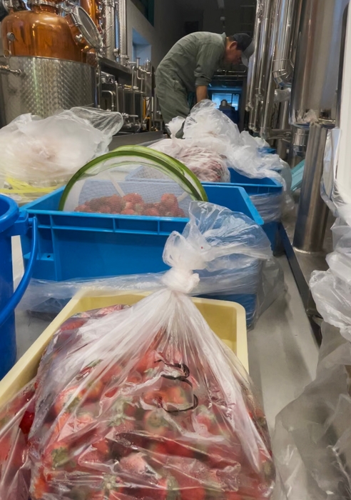 浸漬を待つ大量のいちご(1)