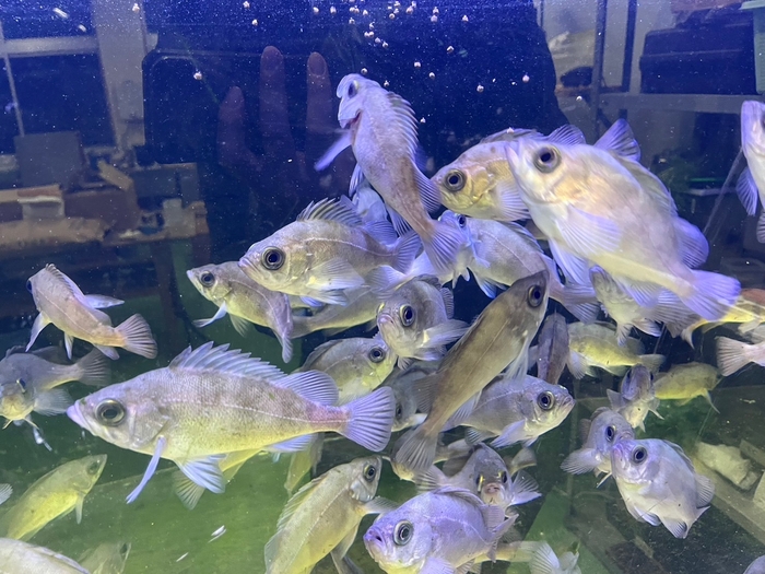 昨年出荷したメバル