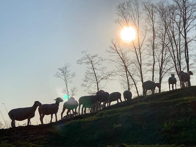 赤平めん羊牧場 放牧風景(1)