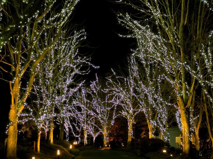イルミネーションナイト2023 並木道