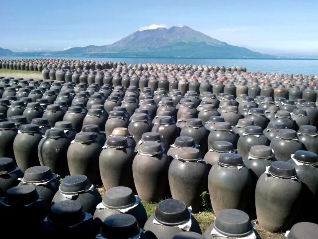 桜島を望む伊達醸造の壺畑