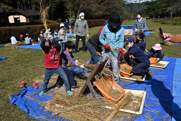 昔ながらの方法で行う脱穀