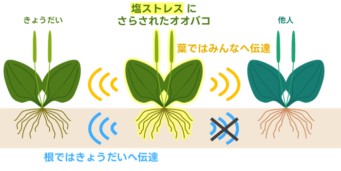 図1.研究成果の概念図