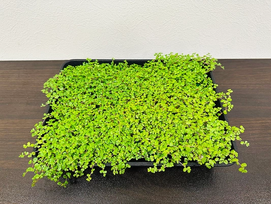 アグリ王とドゥビーアンドカンパニー、 世界初の“土を使わないベビーティアーズおよび水耕花苗”を 植物工場で通年量産化