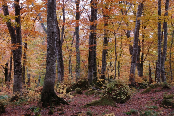 白神山地(秋)