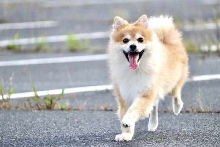 わんちゃんの笑顔でみんなも笑顔に