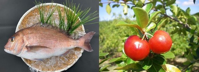「アセロラ真鯛®」(左)、アセロラ(右)