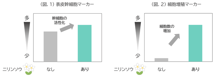 (図.1) 表皮幹細胞マーカー/(図.2) 細胞増殖マーカー