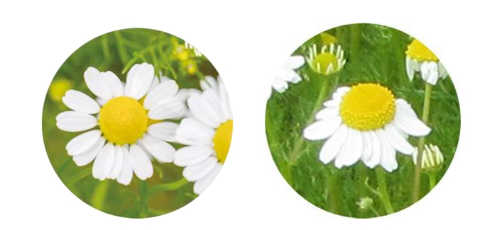 ローマンカモミール/ジャーマンカモミール