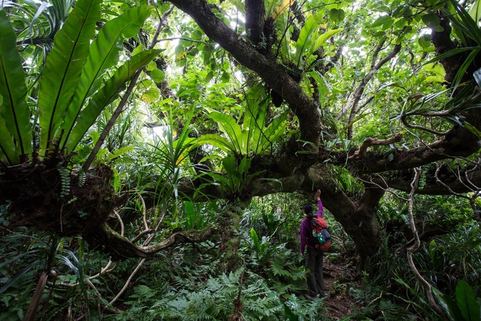 母島 固有種の森