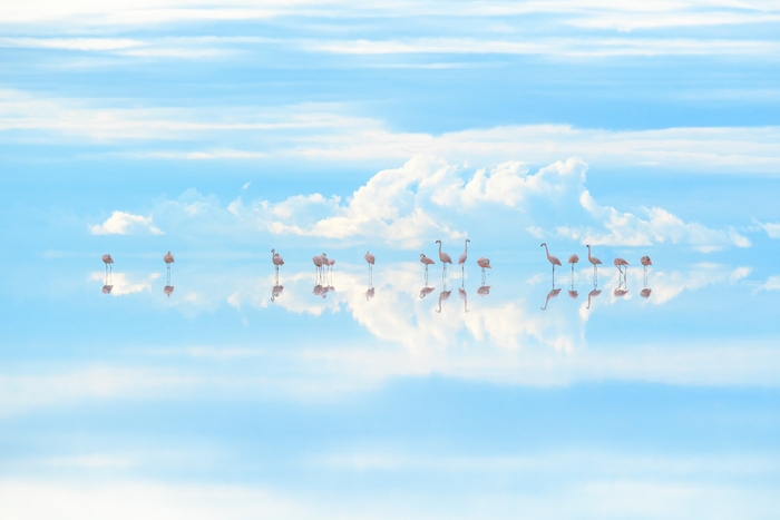 “天空の鏡”で羽を休めるフラミンゴ／ウユニ塩湖・ボリビア　(C)Junji Takasago