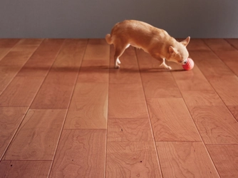導入実績200,000m2！愛犬が滑りにくい天然木フローリングに 挽き板の「Live Natural Premium for Dog」が新登場！
