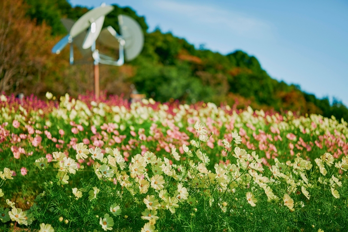 コスモス_10月上旬-12月上旬