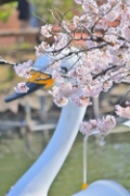 mitsusora.ms撮影場所:井の頭恩賜公園